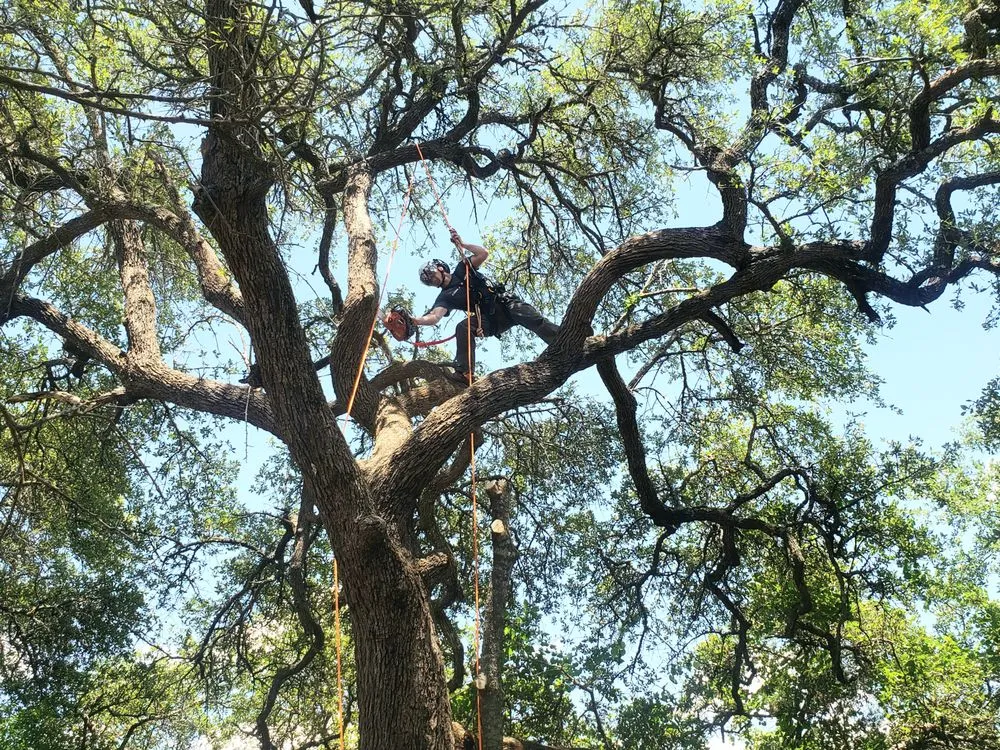 Local landscaping services for beautiful yards in Dripping Springs, TX by Nash Brothers Land Services