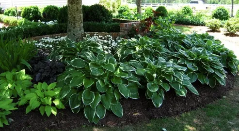 Trusted lawn care service in Nashville, TN - Nashville Landscaping