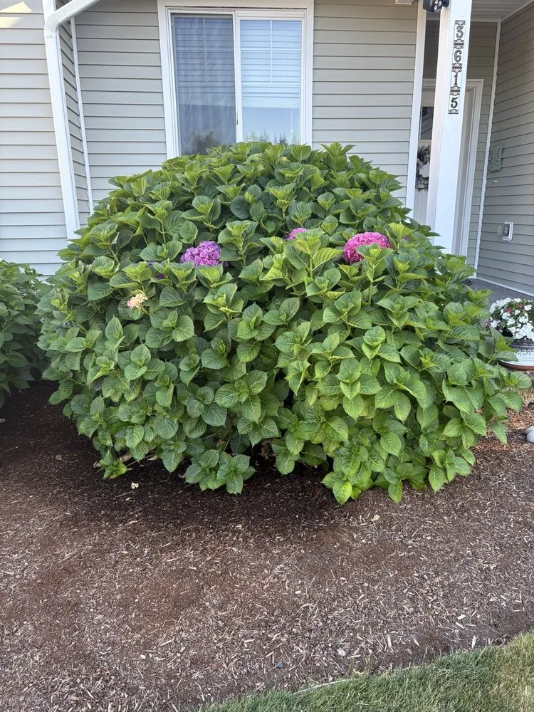 Expert yard cleanup service experts serving Tacoma, WA - Nasim Landscape