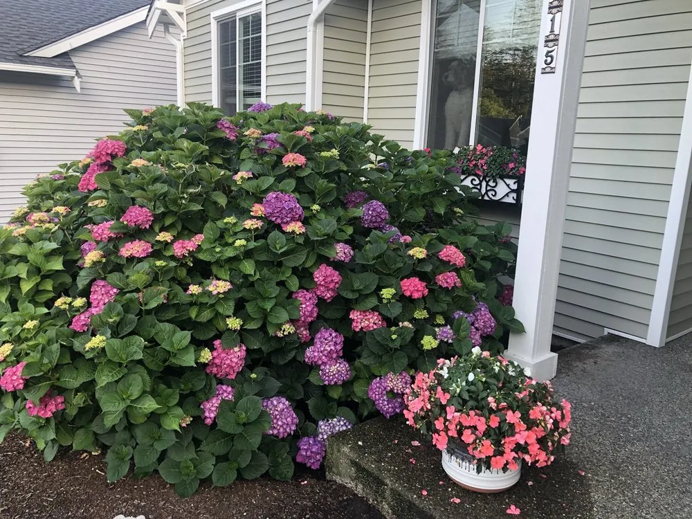 Top-rated lawn mowing service with custom design across Tacoma, WA - Nasim Landscape