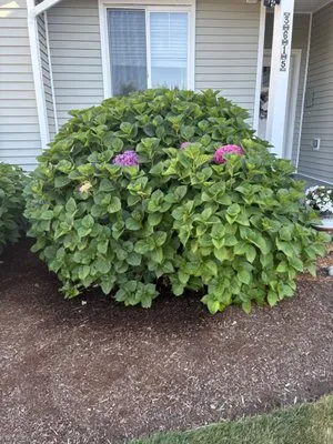 Nasim Landscape Logo