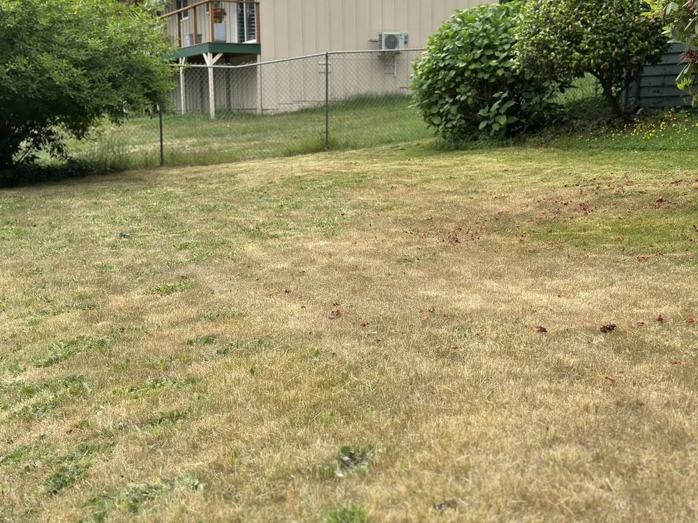 Reliable yard cleanup service in Kent, WA - NasyAngels Landscaping