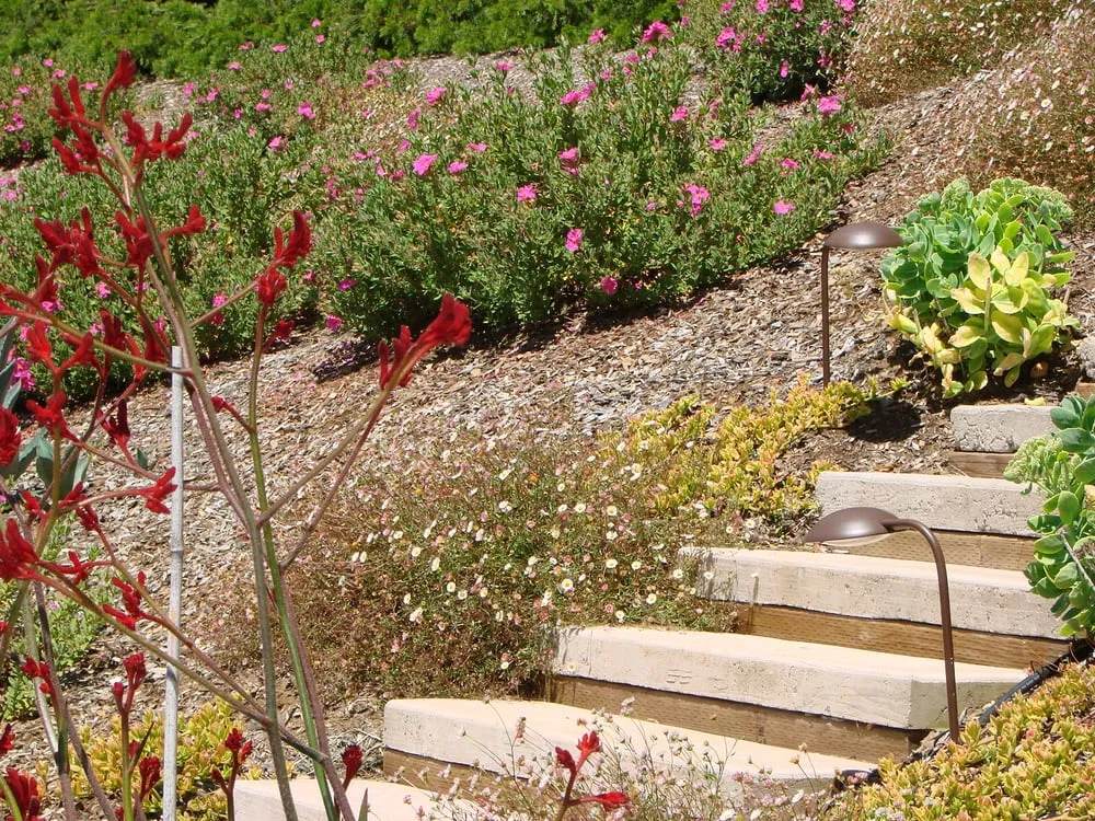 Trusted yard cleanup service for residential properties in Santa Cruz, CA by Natalain Schwartz Landscape Design