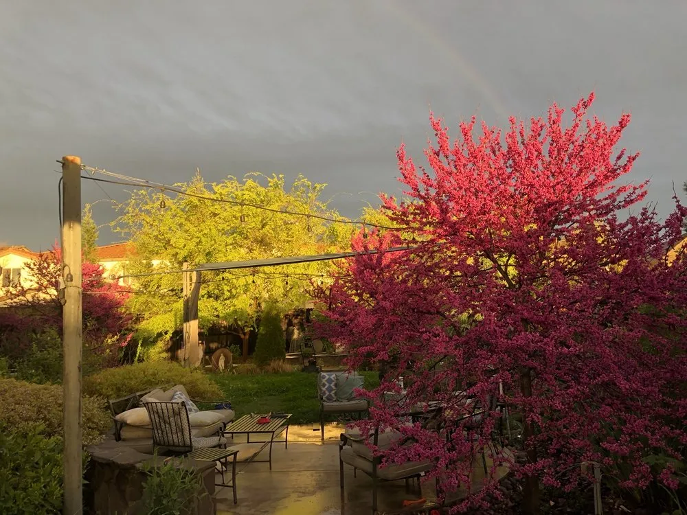 Reliable yard cleanup service in Folsom, CA - Natalia Bluck Landscape Consulting