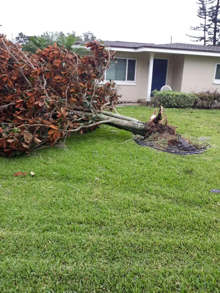 Custom lawn care service for beautiful yards across Davenport, FL - Natalie's Lawn Care And Maintenance