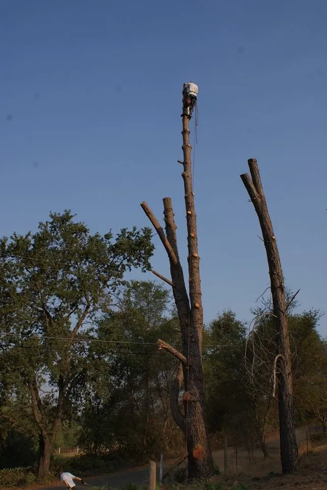 Top-rated garden landscaping for outdoor upgrades across Chapin, SC - Nate Foster Tree Care