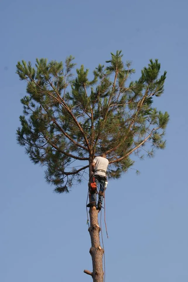 Professional landscape installation for beautiful yards across Chapin, SC - Nate Foster Tree Care
