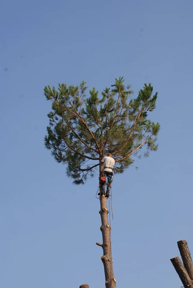 Reliable landscape installation for homes across Chapin, SC - Nate Foster Tree Care