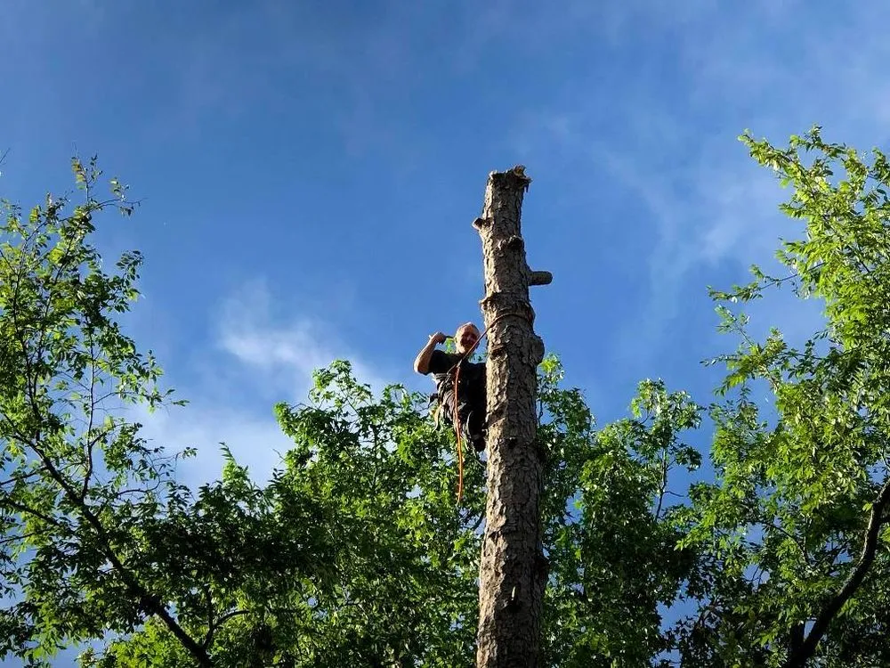 Local lawn mowing service near you across Chapin, SC - Nate Foster Tree Care