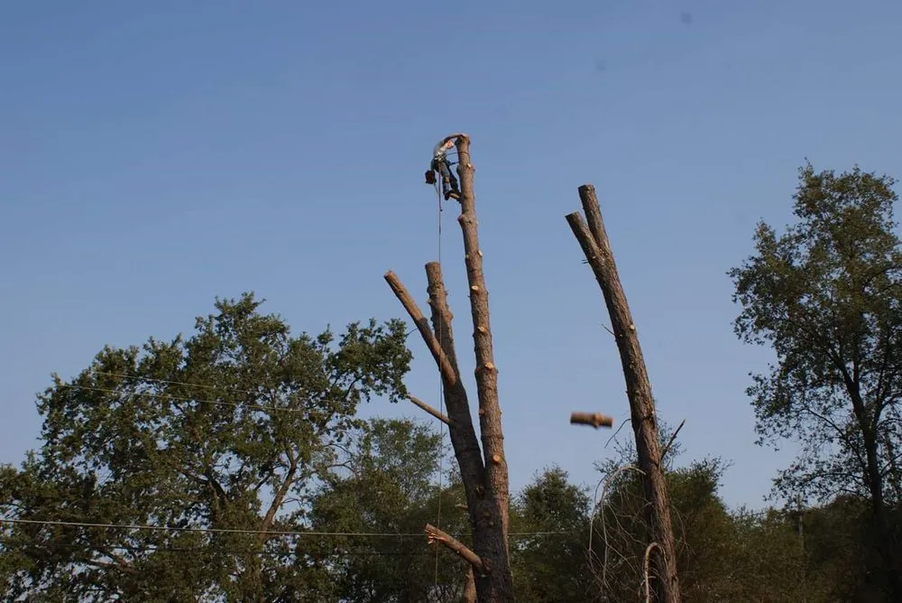 Reliable lawn care service experts serving Chapin, SC - Nate Foster Tree Care