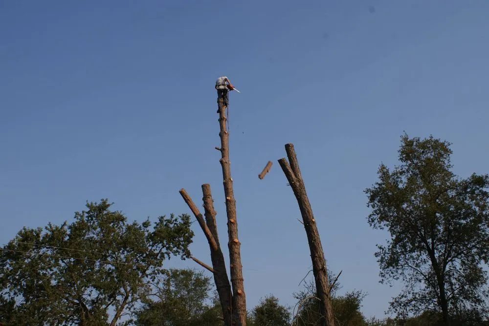 Custom landscape design for year-round maintenance across Chapin, SC - Nate Foster Tree Care