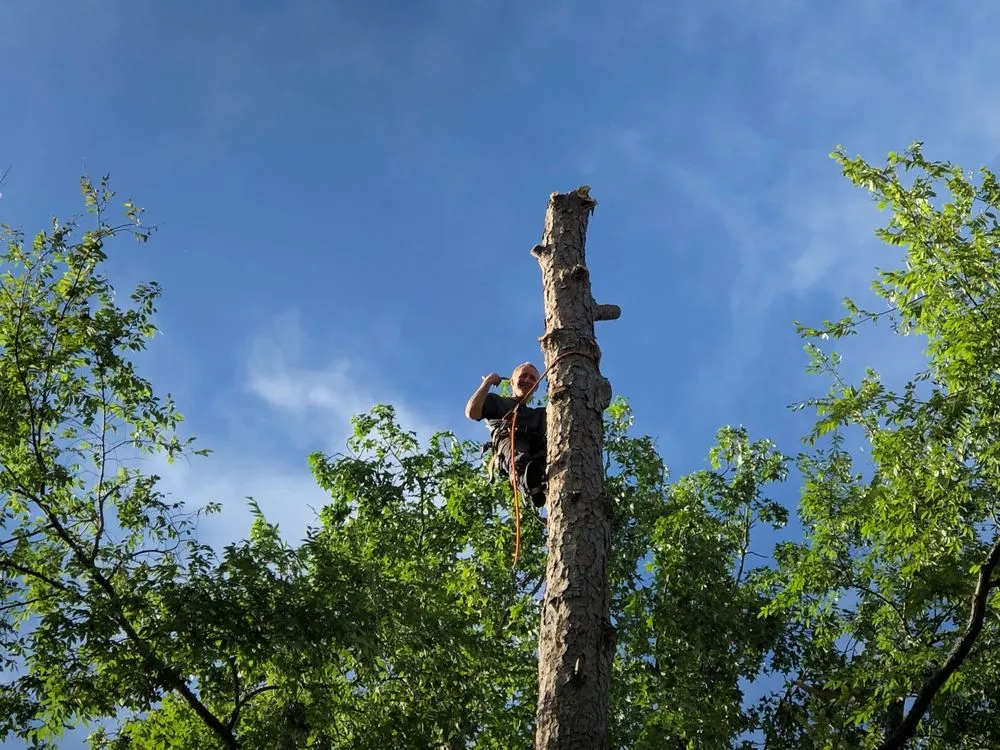Reliable yard cleanup service experts serving Chapin, SC - Nate Foster Tree Care
