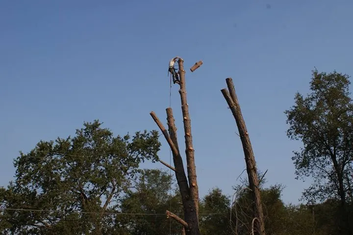 Local landscaping services for year-round maintenance across Chapin, SC - Nate Foster Tree Care