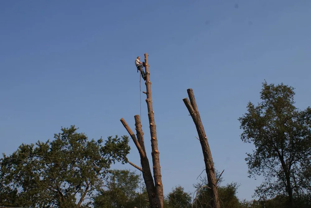 Reliable outdoor landscaping experts serving Chapin, SC - Nate Foster Tree Care