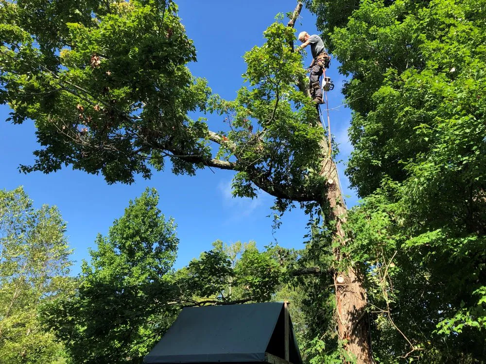 Professional lawn mowing service experts serving Chapin, SC - Nate Foster Tree Care