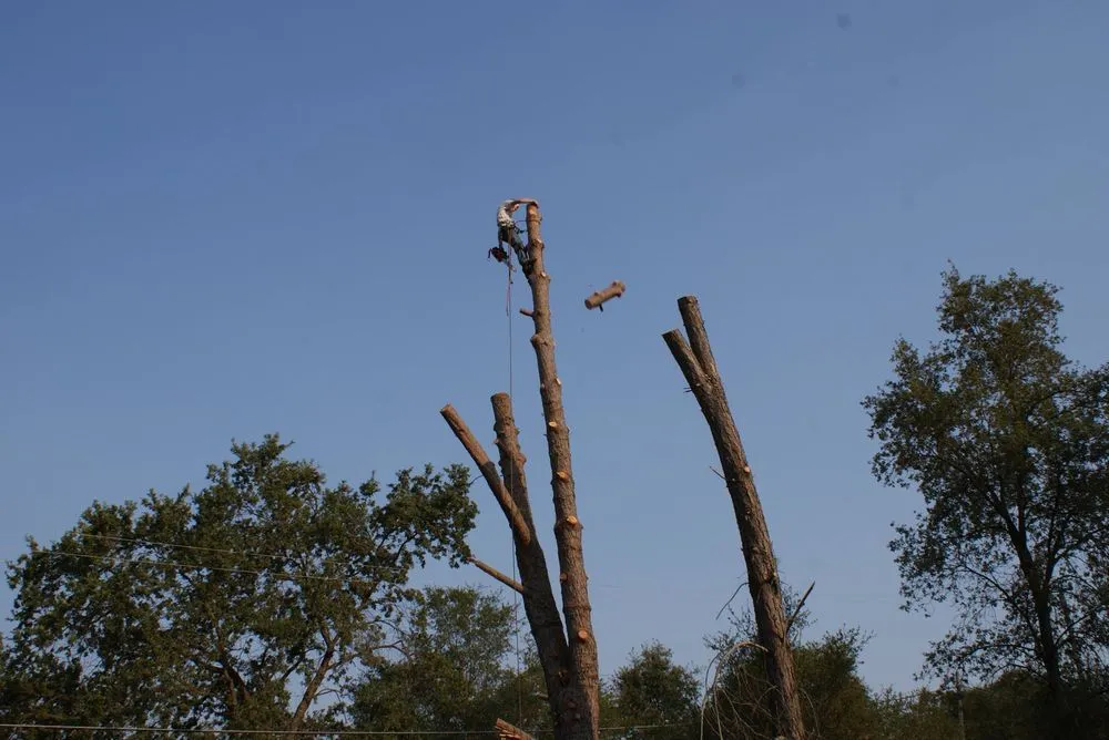 Top-rated yard maintenance in Chapin, SC - Nate Foster Tree Care