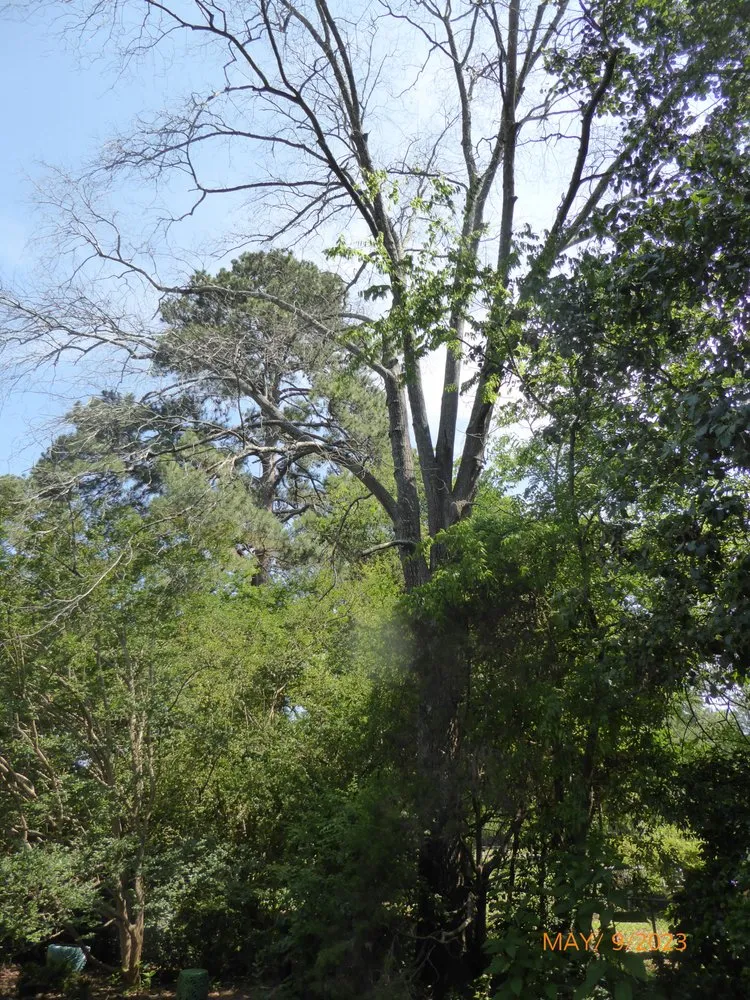 Expert landscape installation in Chapin, SC by Nate Foster Tree Care