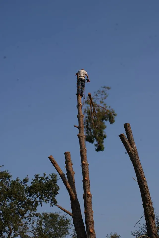 Reliable lawn mowing service experts serving Chapin, SC - Nate Foster Tree Care