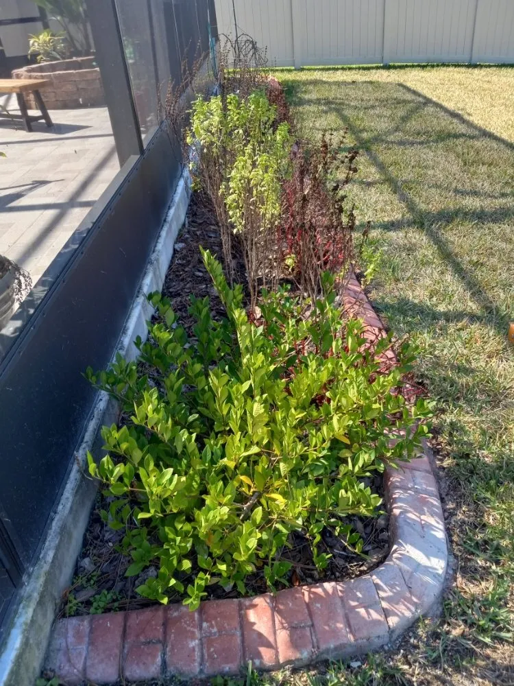 Affordable lawn mowing service experts serving Tampa, FL - Nate Landscaping Services