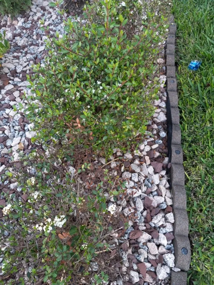 Local landscaping services in Tampa, FL - Nate Landscaping Services