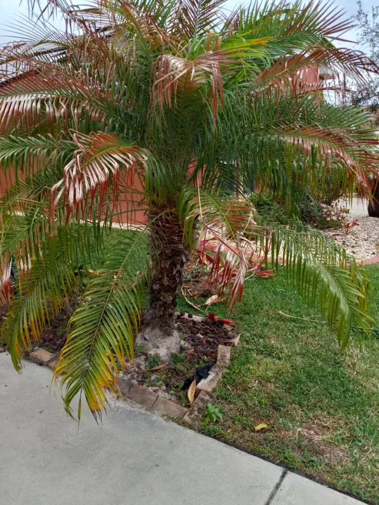 Trusted lawn mowing service in Tampa, FL by Nate Landscaping Services