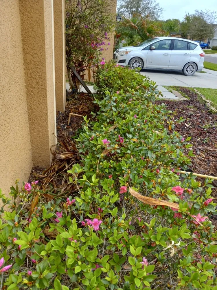 Top-rated lawn mowing service experts serving Tampa, FL - Nate Landscaping Services