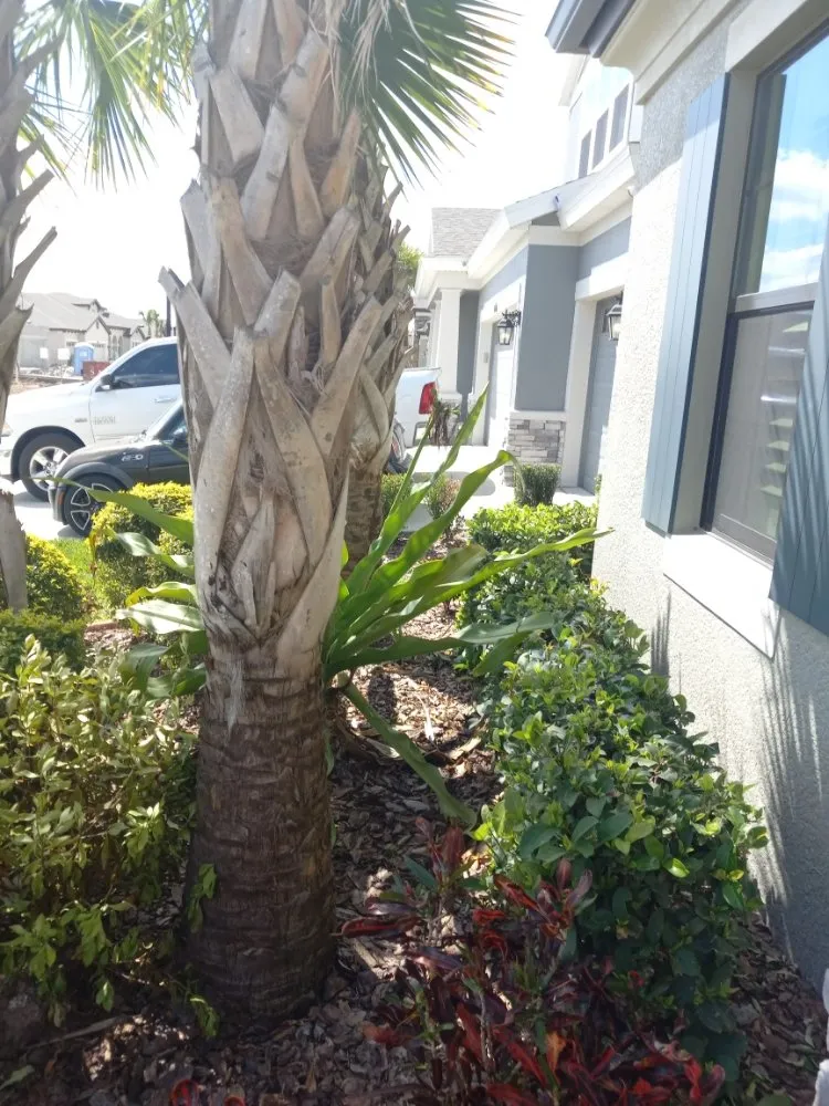 Top-rated landscape design in Tampa, FL - Nate Landscaping Services