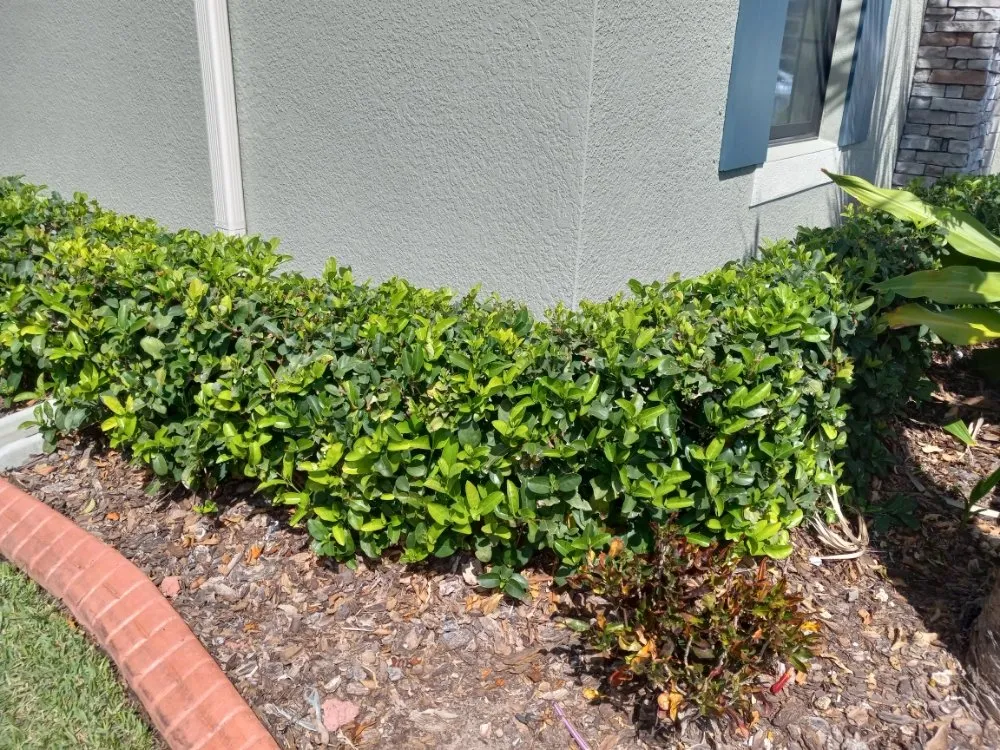 Custom garden landscaping near you across Tampa, FL - Nate Landscaping Services