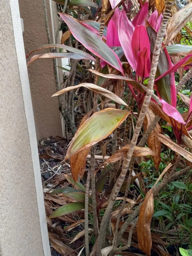 Affordable residential landscaping for year-round maintenance in Tampa, FL by Nate Landscaping Services