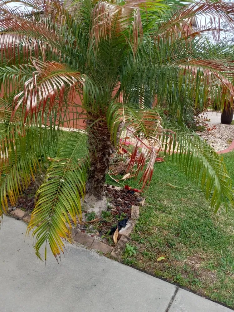 Local residential landscaping experts serving Tampa, FL - Nate Landscaping Services