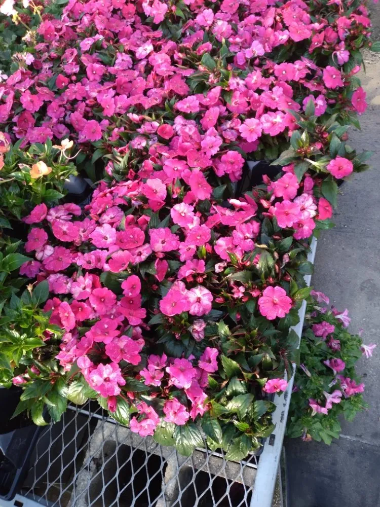 Local landscape design experts serving Tampa, FL - Nate Landscaping