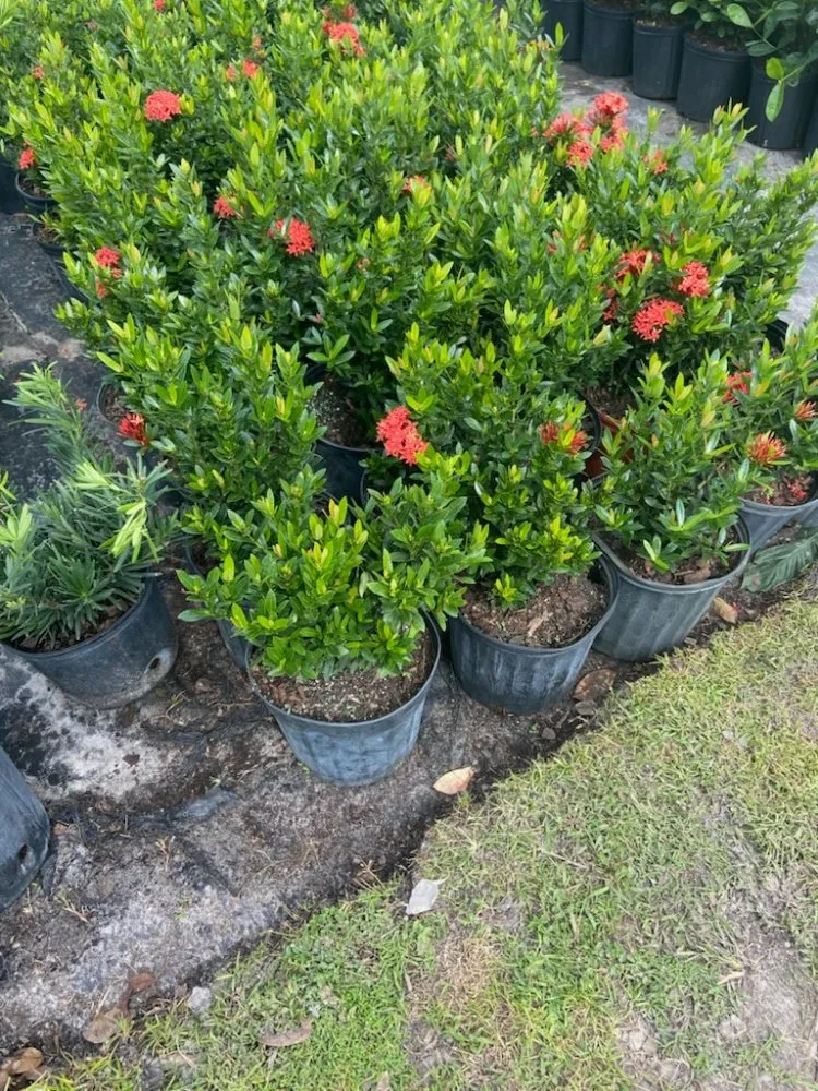 Local garden landscaping in Tampa, FL by Nate Landscaping
