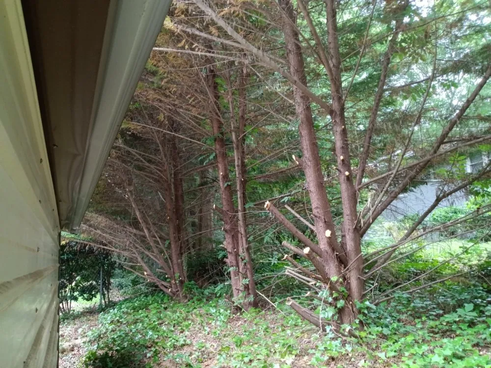 Local yard cleanup service experts serving Taylors, SC - Nate Yard Service