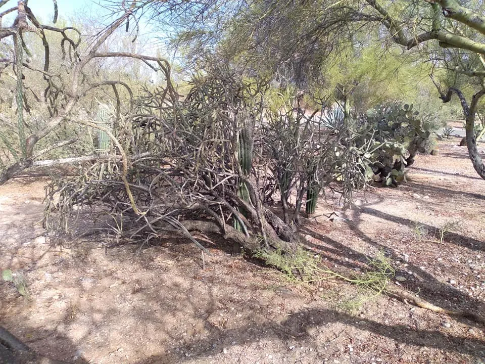 Reliable yard maintenance for year-round maintenance across Tucson, AZ - Nates Landscaping & Maintenance