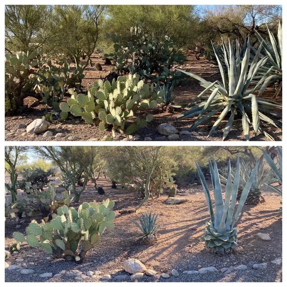 Affordable garden landscaping in Tucson, AZ - Nates Landscaping & Maintenance