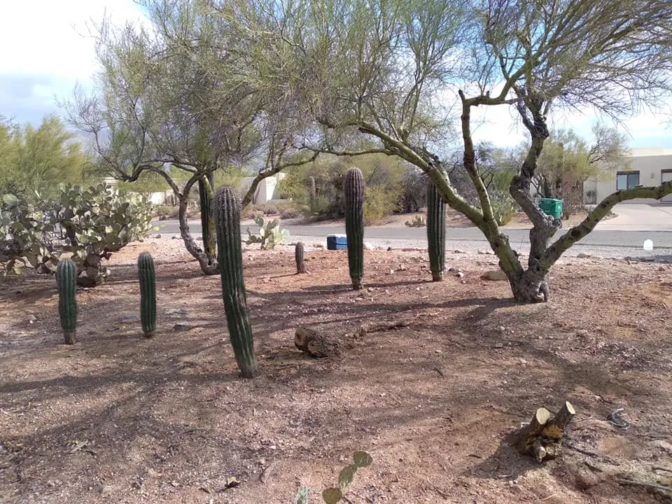 Local lawn care service in Tucson, AZ - Nates Landscaping & Maintenance