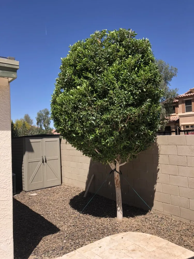 Professional landscaping services in Buckeye, AZ by Nate's Quality Services