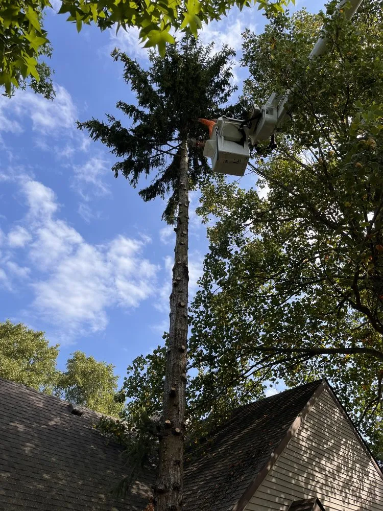 Trusted yard maintenance in Edwardsburg, MI - Nate’s Tree Service