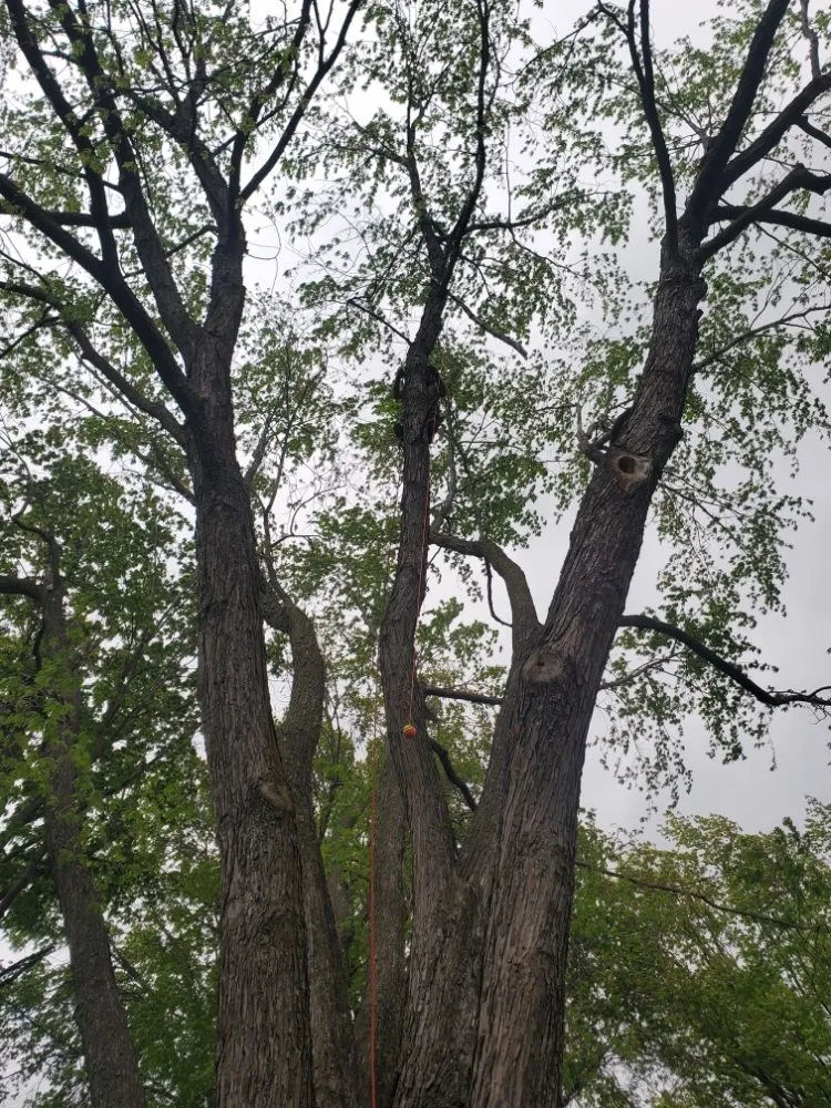 Affordable landscape installation experts serving Independence, MO - Nathan & Ashlie's Monkey Services