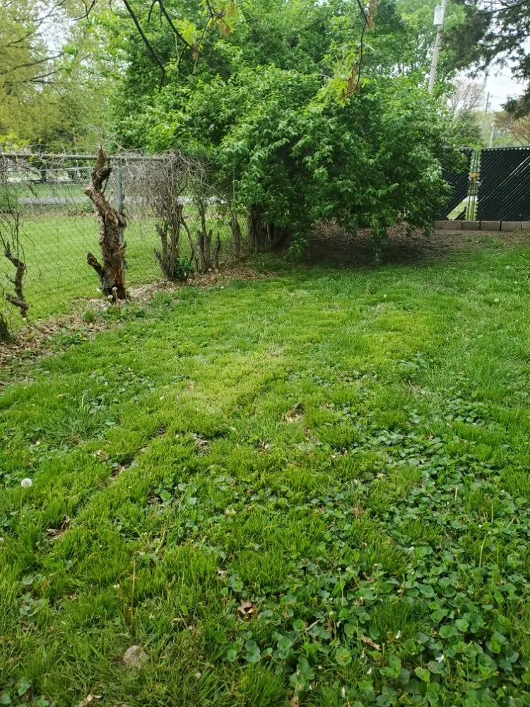 Expert lawn mowing service experts serving Independence, MO - Nathan & Ashlie's Monkey Services