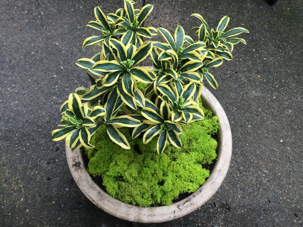 Professional lawn mowing service for residential properties across San Rafael, CA - Nathan's Garden Solution