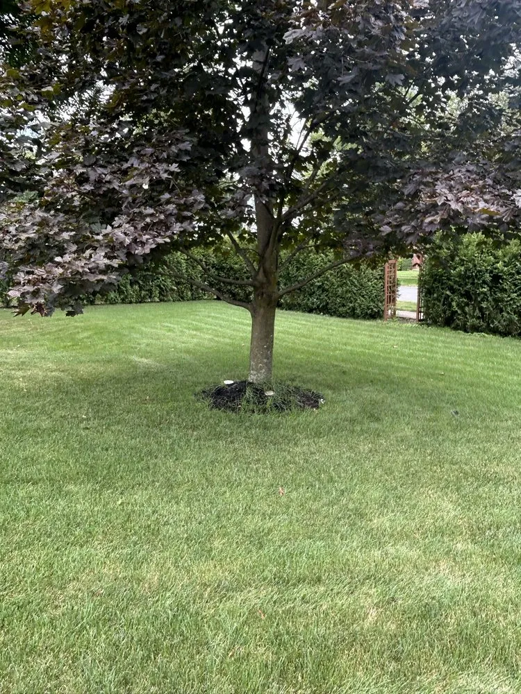 Expert lawn care service in West Springfield, MA - Nathan’s Home Care