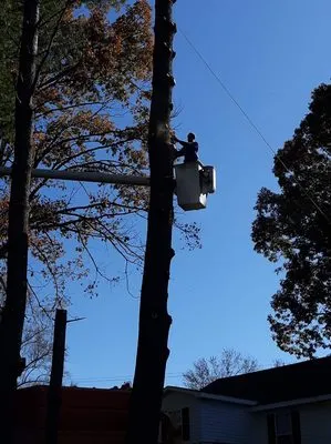 Nathan's Lawn Care & Stump Grinding