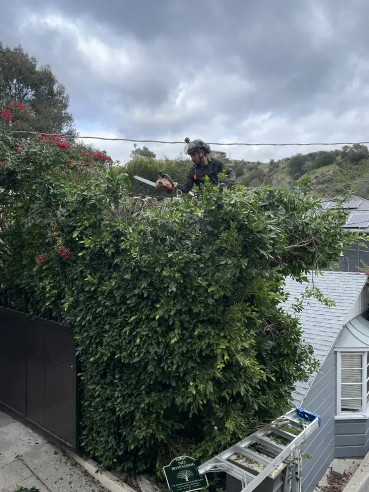 Reliable landscaping services near you in Hermosa Beach, CA by National Greens