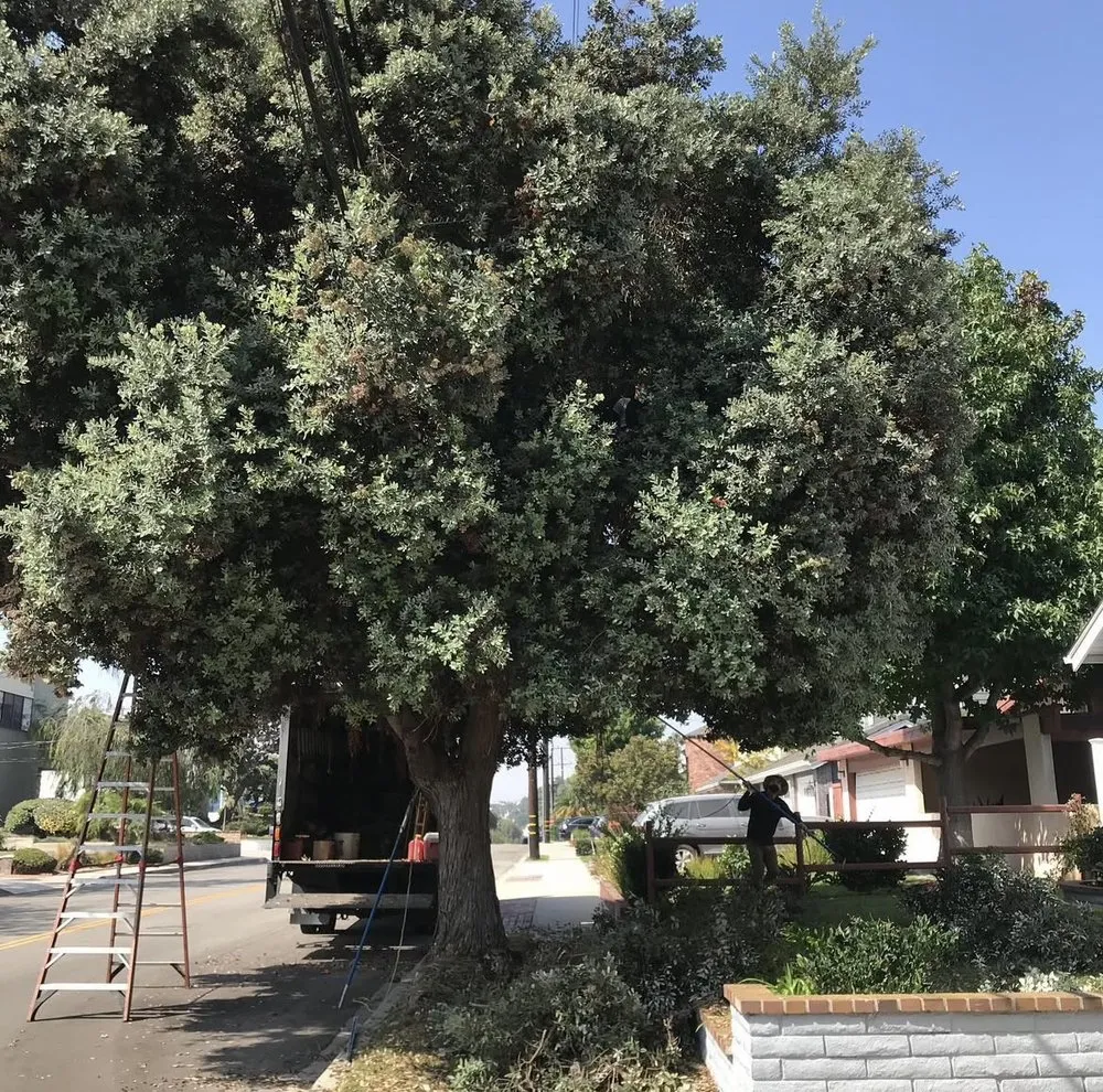 Custom yard maintenance for year-round maintenance in Hermosa Beach, CA by National Greens