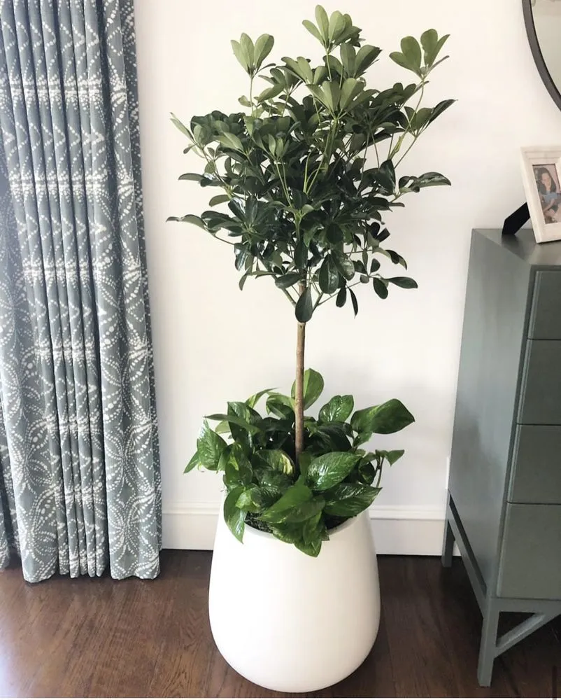 Top-rated lawn mowing service for beautiful yards in Hermosa Beach, CA by National Greens