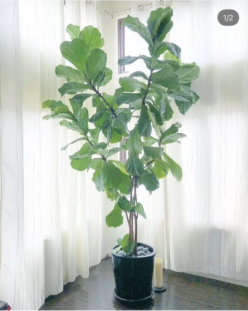 Trusted garden landscaping in Hermosa Beach, CA by National Greens