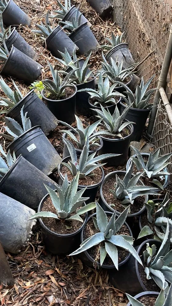 Expert yard maintenance for homes in Hermosa Beach, CA by National Greens