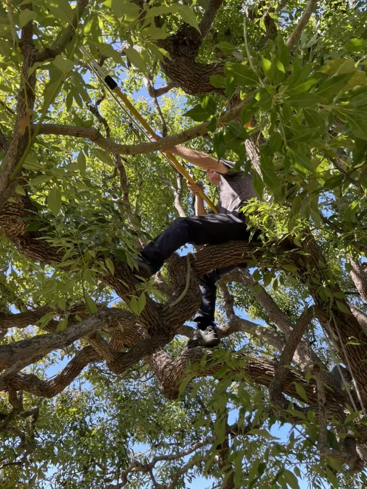 Affordable lawn mowing service experts serving Hermosa Beach, CA - National Greens