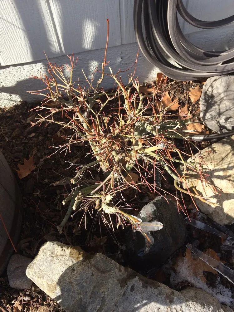 Reliable lawn care service in Reno, NV - National Landscape